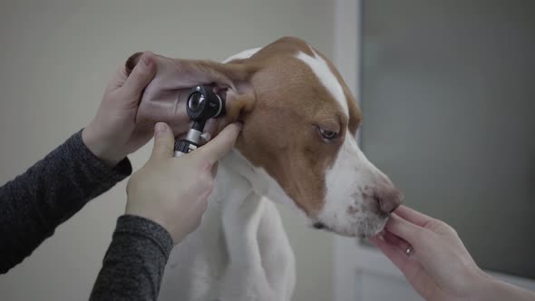 Close Up Hands of the Doctor Examining Ear of Big Pointer Dog with Brown Spots While Owner Feeding