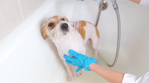 Washing a Dog in a White Tub After Stripping