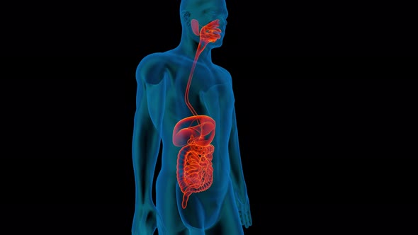 Digestive System  3d man anatomy x-ray liver slow camera