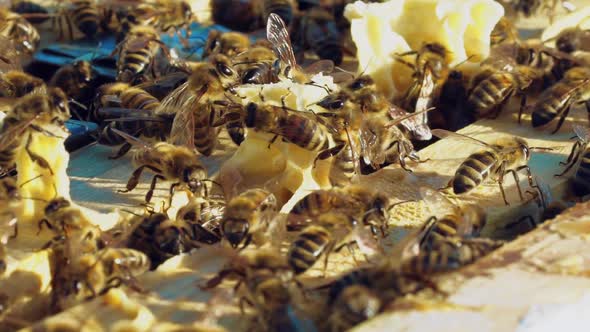 Frames of a Beehive