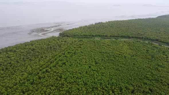 Aerial view green mangrove forest near sea coastal