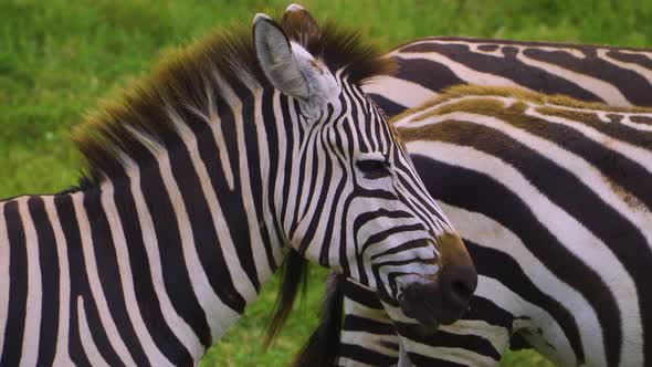 African zebras stand and wag their tails in the bright sun in the hot savannah. African safari