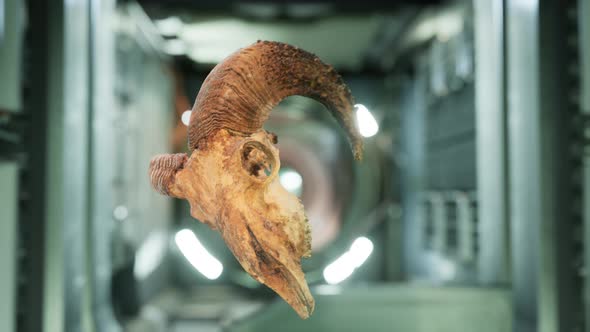 Skull of Dead Ram in International Space Station