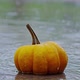 Halloween Pumpkin Under Rain - VideoHive Item for Sale