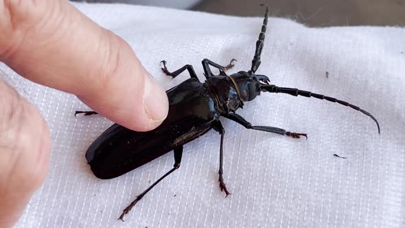 Human finger strokes a large black beetle sitting on white cloth.