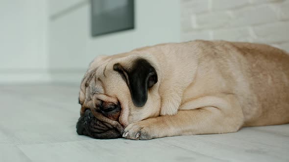 Cute Pug Sleeping on the Floor