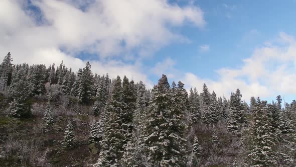 Panning view of white clouds in blue sky above snowy forest