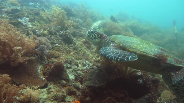 Green Sea Turtle Under Water in Philippines