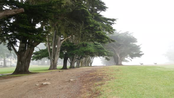 Misty Mysterious Forest