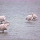Pink Flamingo Bird Stands in the Water - VideoHive Item for Sale