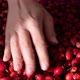 Female woman's hands touching the fruit rose hip. Backgrounds and textures. - VideoHive Item for Sale