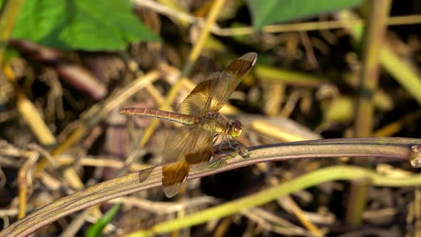 Colorful skimmer dragonfly perched on the stem of the plant and turn the head around at sunset, Rest