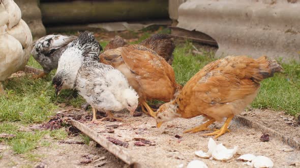 Little Cute Chicken Feeding Outdoors in Countryside on Nature