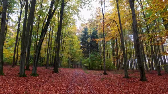 Footpath in forest with old trees and colorful leaves in autumn, Poland