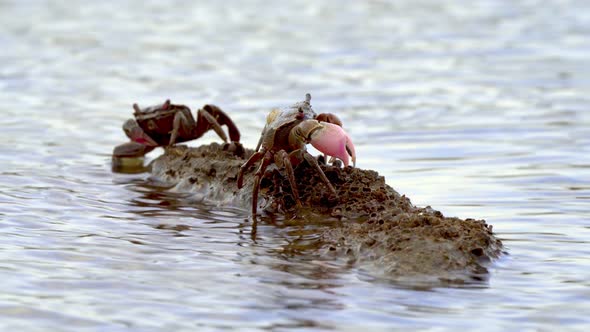 Pair Of Crabs From Neohelice Granulata Species Sitting On A Rock In The Ocean. static shot