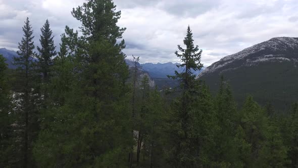 Coniferous trees and mountains