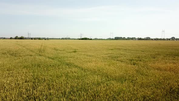 Wheat Field. Golden Ears of Wheat on the Field. Wheat Field Aerial View.