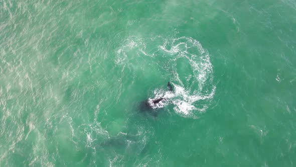 Aerial view of southern right whale with calf, Western Cape, South Africa.