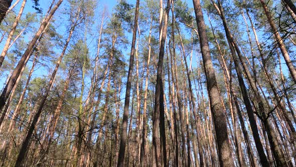 Walking Through the Forest with Pine Trees During the Day POV Slow Motion