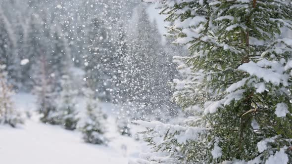 Wind Blows Snow From the Fir Tree