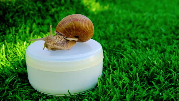 Cosmetics with Mucinsnail Sits on a Jar of Cream on a Green Background