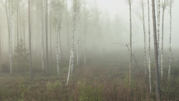 Birch Trees