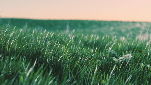 Soft Defocused Spring Background with a Lush Green Grass