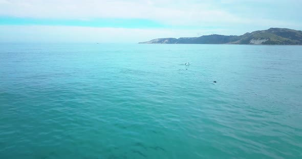 Dolphin Encounter, Dolphins Jumping Outside Kaikoura New Zealand - Dolly In Shot