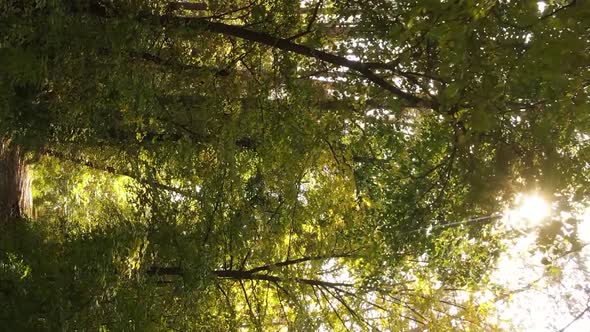 Vertical Video of an Autumn Forest During the Day in Ukraine