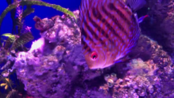 Beautiful View of Marine Fish and Their Habitat in the Largest Aquarium