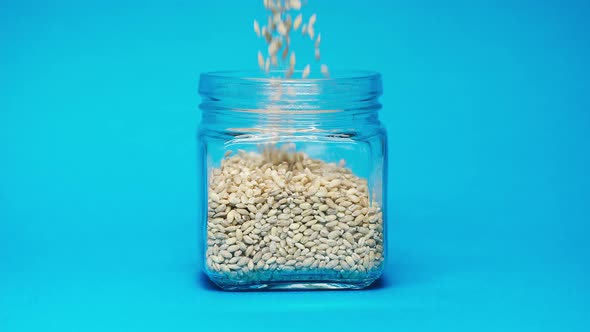 Closeup of Falling Down Barley Into Glass Jar on Blue Background