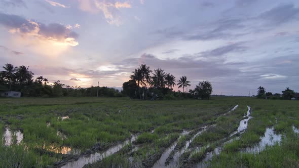 Timelapse sunset over a rice field