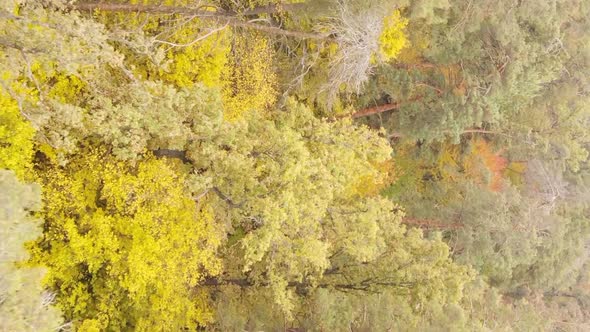 Vertical Video of a Forest Landscape on an Autumn Day in Ukraine