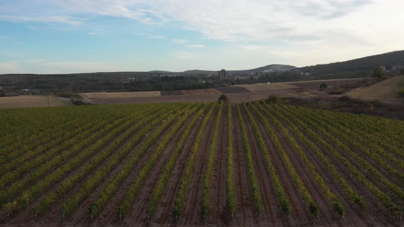 Vineyards Fields For Industrial Purposes 4