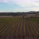 Vineyards Fields For Industrial Purposes 4 - VideoHive Item for Sale