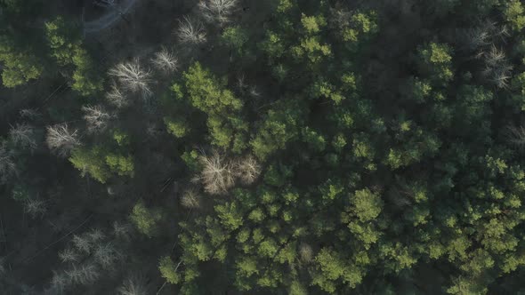 Aerial Pine Forest