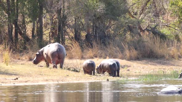 Footage of a big adult hippo in a natural lake in a national park in south africa