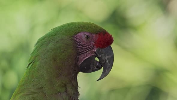 Side close-up of face of colorful red-fronted macawing its tongue