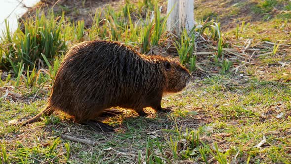 Funny Nutria in the Wild, Sneaks on the Grass