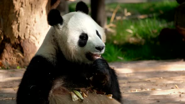 Giant Panda Bear Eating Bamboo