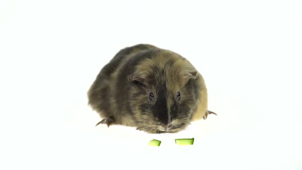 Short-haired Guinea Pig Is Eating Isolated on a White Background in Studio. Close Up
