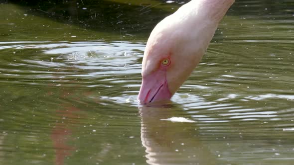 Close up shot of Pink Flamingo Head drinking water from natural lake during sunny day.Slow motion.