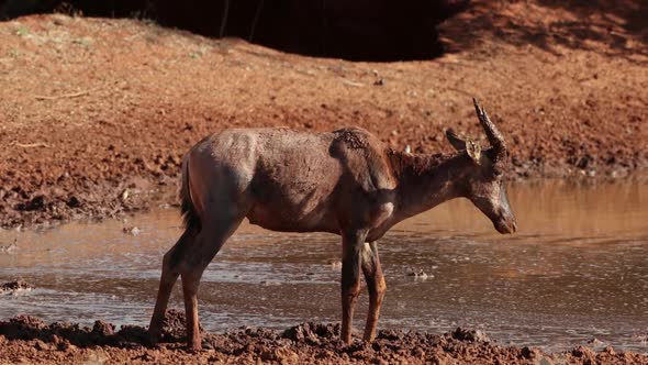 Tsessebe Antelope At A Muddy Waterhole - South Africa