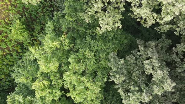 Aerial View of Green Forest in Summer