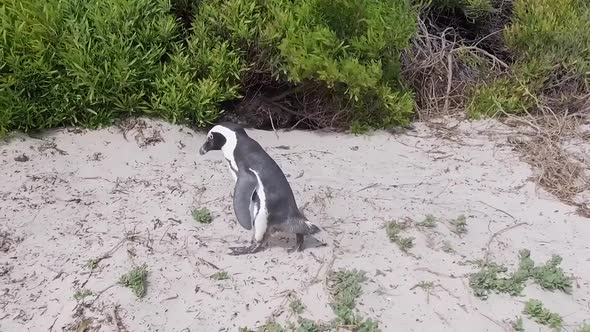 solo penguin walks in slow motion