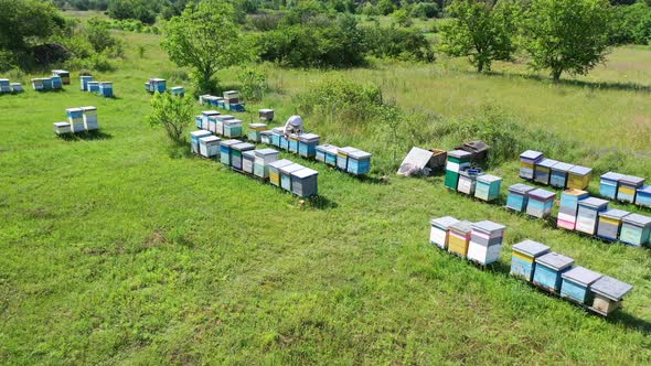 Apiculture in summer. Rows of wooden beehives among green nature. 