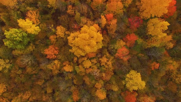 Beautiful autumn landscape with colorful trees at sunset in Canada. Birds eye