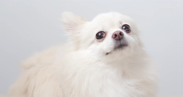 Pomeranian dog licking