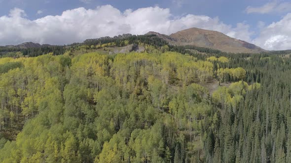 Fall foliage by Crested Butte, CO