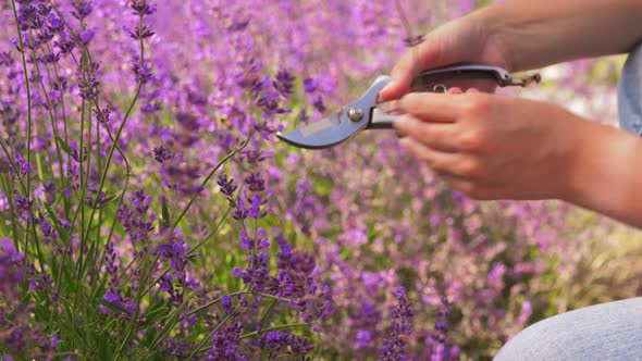 Woman with Picking Lavender Flowers in Garden